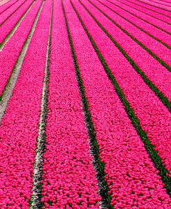 Tulip Field Hot Pink