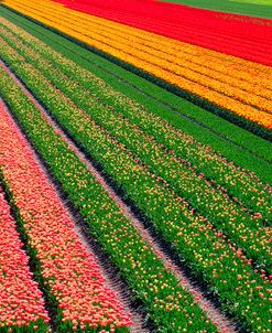 Tulip Field In Orange, Red And Green