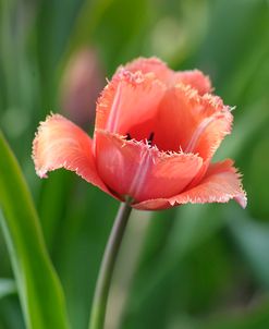 Tulip Flower Parabola