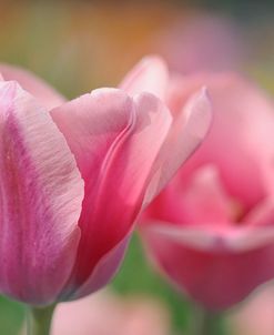 Tulip Flower Pink Mirella