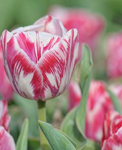 Tulip Rembrandt-Spaendonck