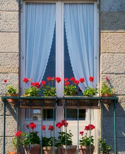 Window With Red Geraniums