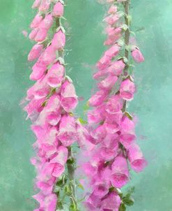 Foxgloves