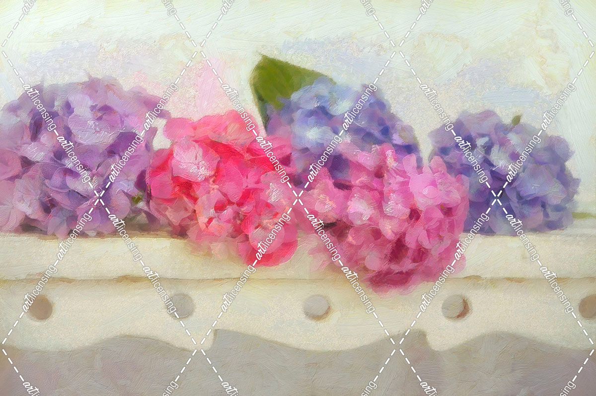 Blue and Pink Hydrangea flowers on a Bench