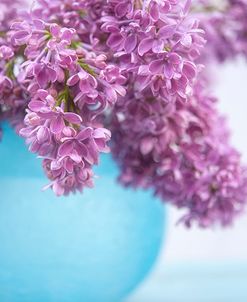 Lilacs in Blue Vase III