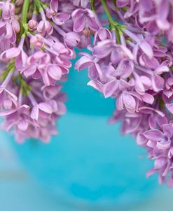 Lilacs in Blue Vase V