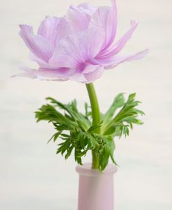 Lilac Anemone