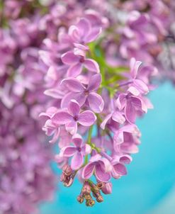 Lilacs in Blue Vase I