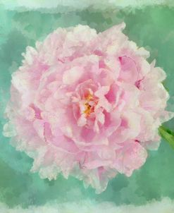 Peony Pink 2