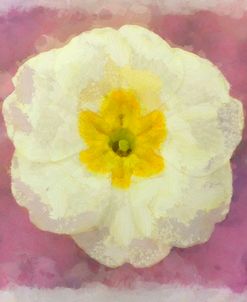 Primrose White