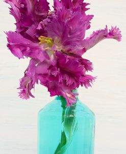 Purple Parrot Tulip