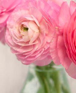 Pink Buttercups in Glass II