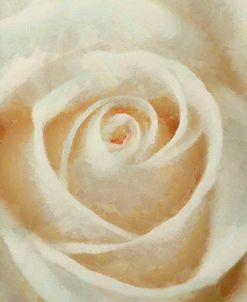 White Rose