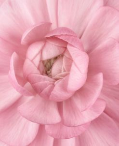 Pink Flower Petals