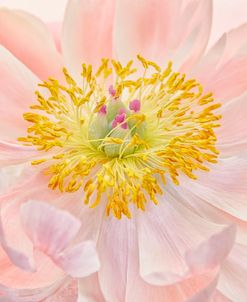 Salmon Pink Peony