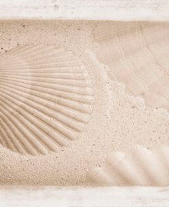 White Shells and Sand