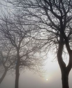 Hazy Dawn with Tree Tree Silhouettes B&W