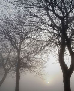 Hazy Dawn with Tree Silhouettes B&W