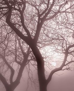Hazy Dawn with Tree Silhouettes