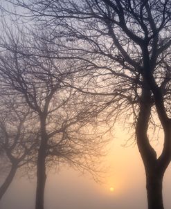 Hazy Sunrise with Tree Silhouettes