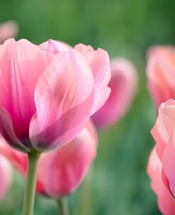 Pink Tulips