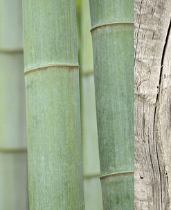Green Bamboo Collage