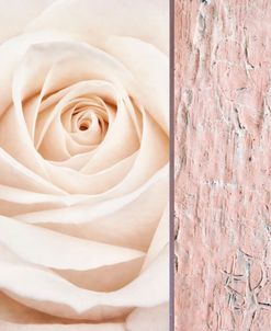 Ivory Rose Collage
