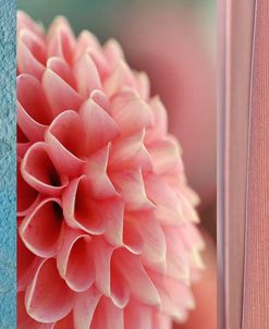 Salmon-pink Dahlia Collage