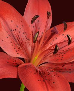 Red Lily