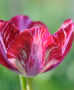 Ruby Rembrandt Tulip