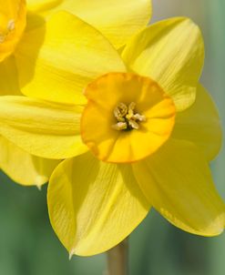 Yellow Daffodils