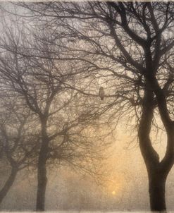 Mystic Trees with Owl