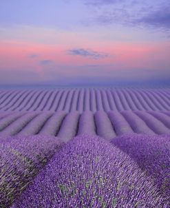 Lavender Field at Dusk