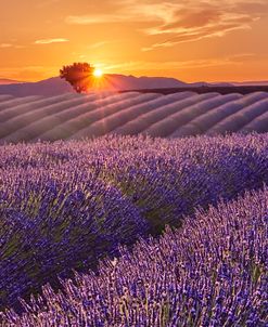 Lavender Field at Sunset