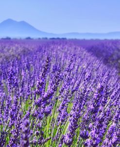 Lavender Field Close Up