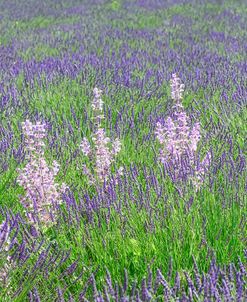 Lavender Fields with Clary Sage