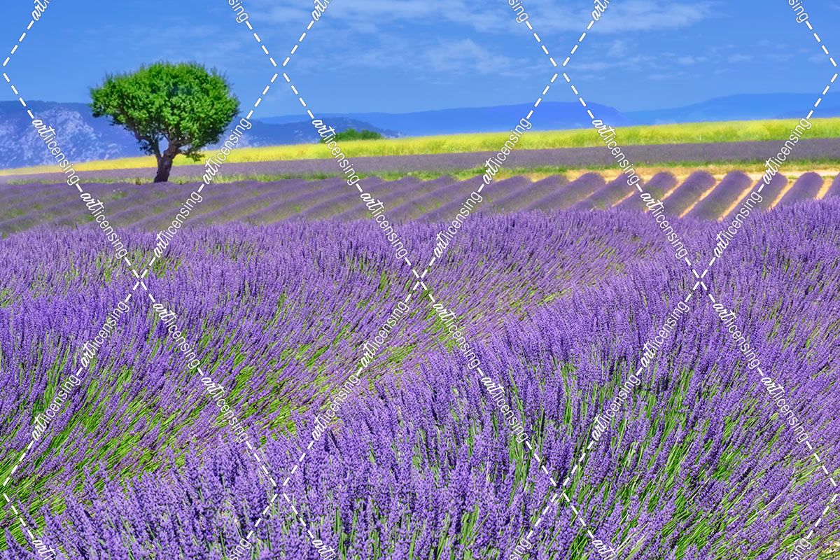 Lavender Fields with Tree