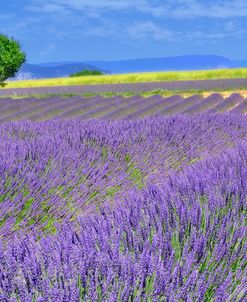 Lavender Fields with Tree