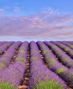 Lavender Hill