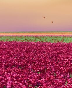 Carmine Tulip Field