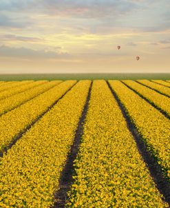 Daffodil Fields