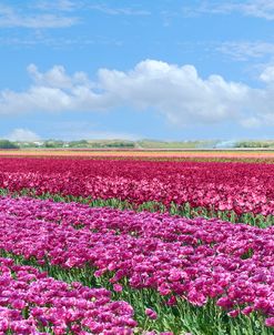 Violet Tulip Fields