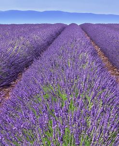 Lavender Rows