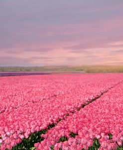 Pink Tulip Fields