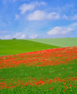 Poppy Field