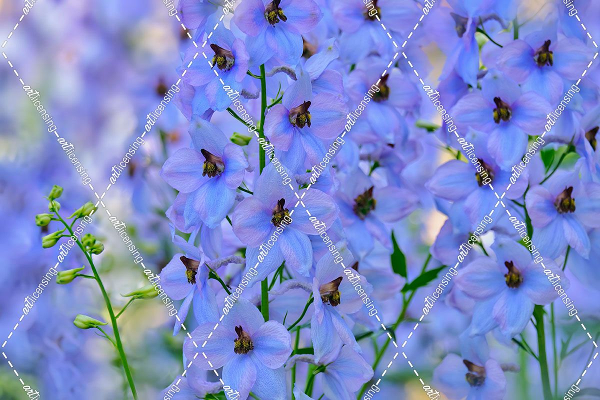 Blue Larkspur Flowers
