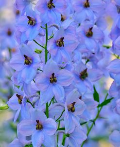 Blue Larkspur Flowers