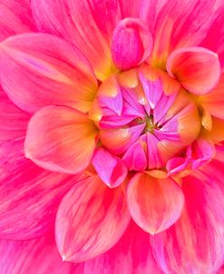 Cerise-Pink Dahlia Flower
