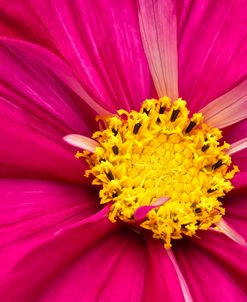 Crimson Pink Cosmos Flower