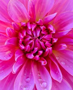 Fuchia-Pink Dahlia